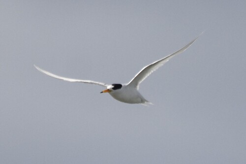 Fairy Tern (Sternula nereis), photo 6