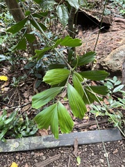 Calamus caryotoides, photograph (c) Samuel Brown, some rights reserved (CC BY)