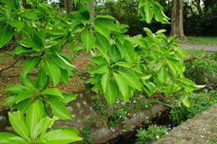Terminalia calamansanai