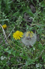 Taraxacum officinale