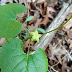 Matelea edwardsensis
