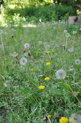 Taraxacum officinale