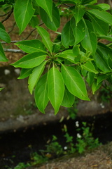 Terminalia calamansanai