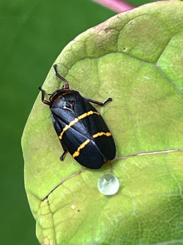 Two-lined Spittlebug