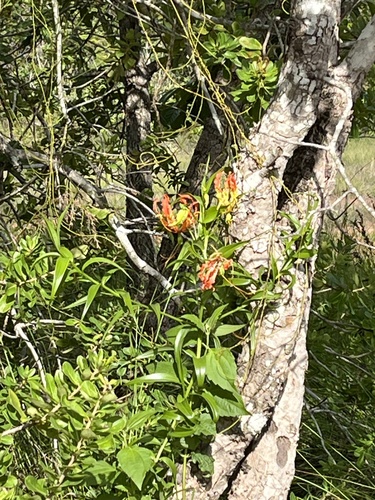 flame lily