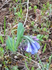 Mertensia oblongifolia