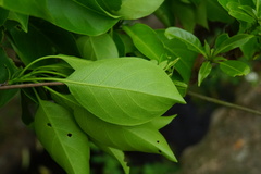 Terminalia calamansanai