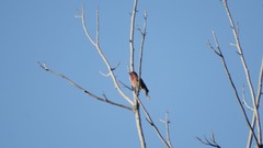 Haemorhous mexicanus