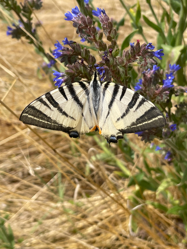 Scarce Swallowtail
