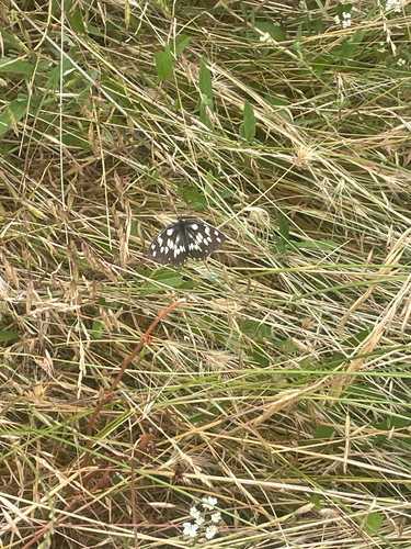 Marbled White