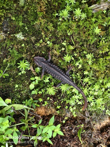 Longchuan Crocodile Newt