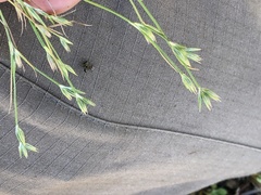 Juncus ranarius