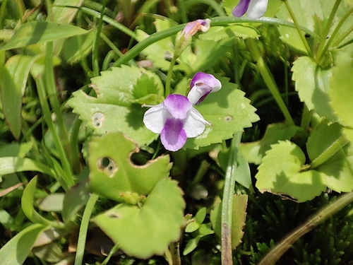 Craterostigma nummulariifolium observed 2026-07-12