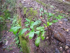 Psychotria carthagenensis