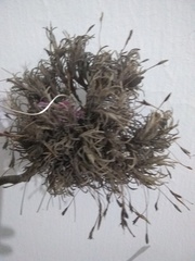 Tillandsia capillaris