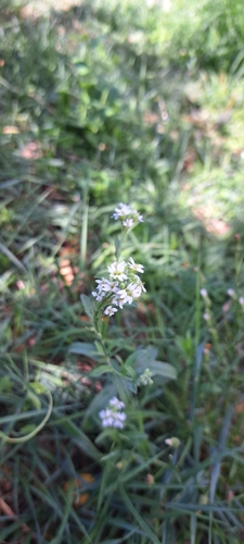 hoary alyssum