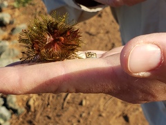 Myriophyllum triphyllum