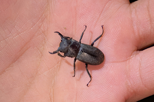 Little Stag Beetle photo 4
