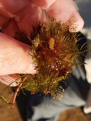 Myriophyllum triphyllum