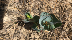 Astragalus asclepiadoides