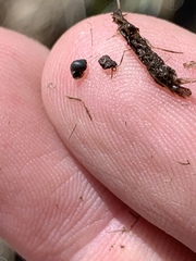 Pyrgulopsis gibba