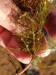Myriophyllum triphyllum