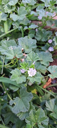 dwarf mallow
