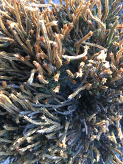 Selaginella acanthonota