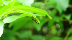 Ichthyurus nigripennis