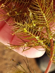 Myriophyllum triphyllum