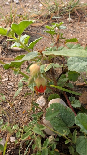 Hermannia texana, photograph 5