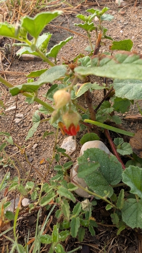 Hermannia texana, photograph 6