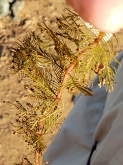 Myriophyllum triphyllum