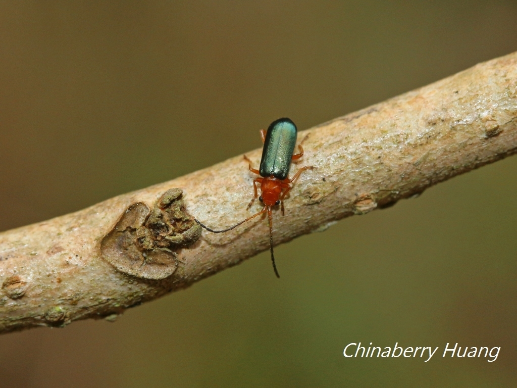 Haplosomoides shirozui
