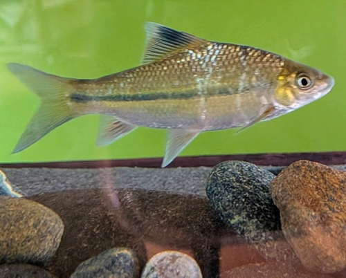 Nashs karper (Osteochilus nashii) — Cyprinidae