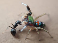 Technomyrmex brunneus