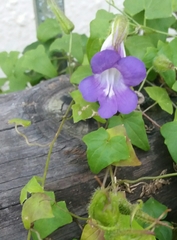 Maurandya barclayana