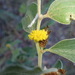 Acacia humifusa