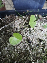 Dioscorea elephantipes