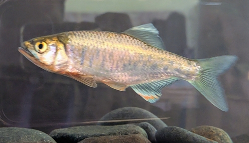 Malabar baril (Barilius gatensis) — Cyprinidae — 4