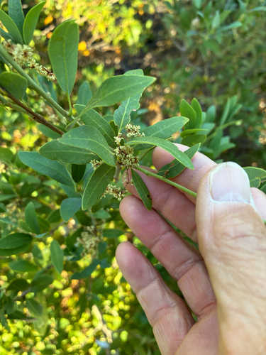iNaturalist observation photo of huckleberry oak