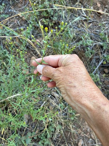 iNaturalist observation photo of western rayless fleabane