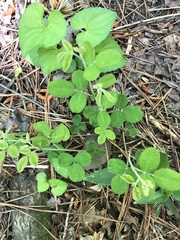 Desmodium rotundifolium