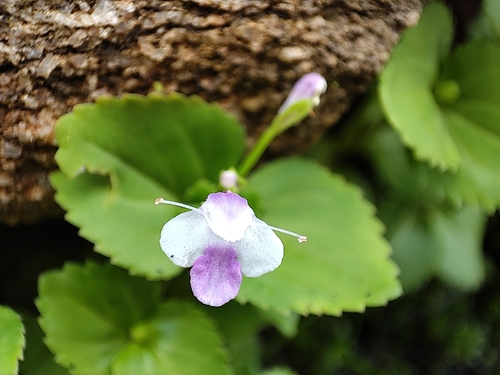Craterostigma nummulariifolium observed 2026-07-12