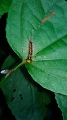 Lymantria xylina