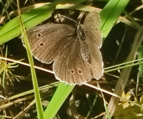 Ringlet