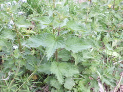 Urtica dioica
