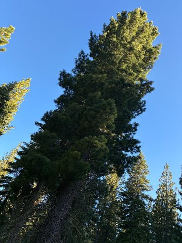 iNaturalist observation photo of sugar pine