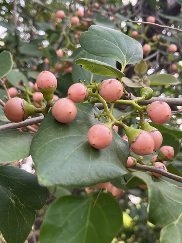 Clammy Cherry