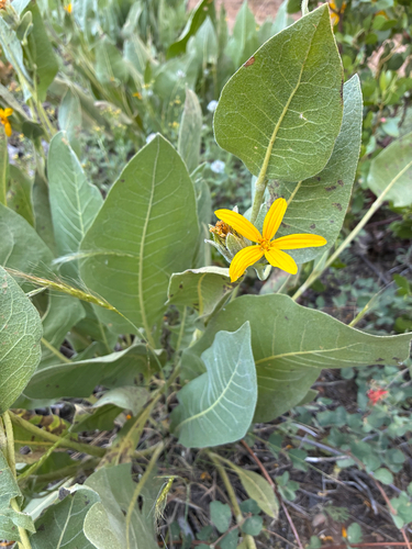 iNaturalist observation photo of woolly mule's ears